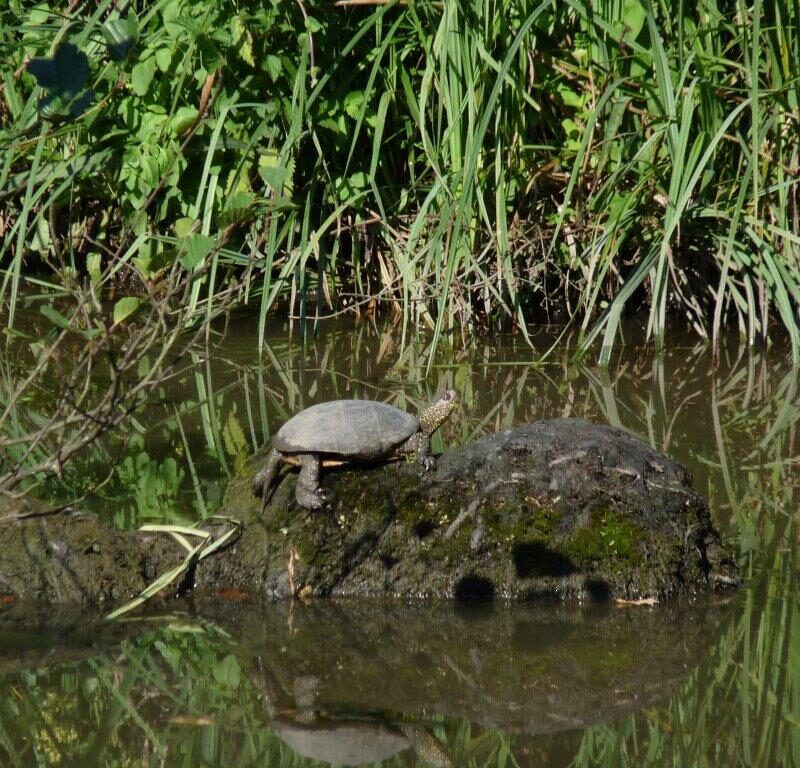 La réserve naturelle nationale des marais de Bruges