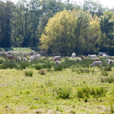 Une réserve naturelle à portée de tram – Les marais de Bruges