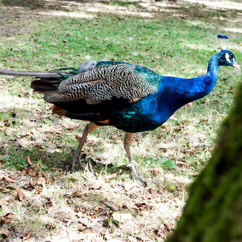 des animaux près de Bordeaux au parc animalier du Moulineau à Gradignan - paon
