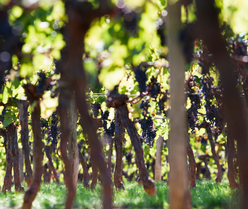 Activités route des vins Bordeaux