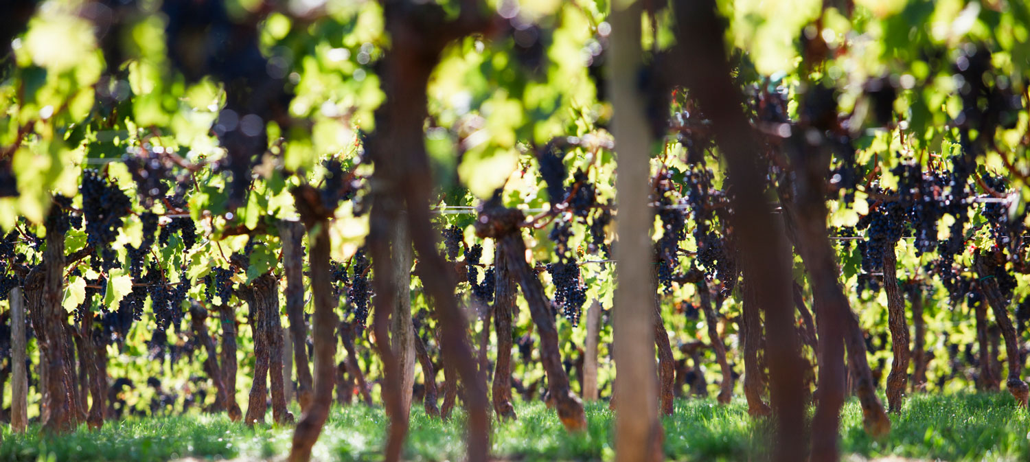 Activités route des vins Bordeaux