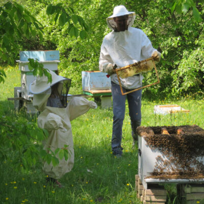 apiculture à Bordeaux