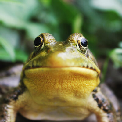 une grenouille, entre nature et animaux à Bordeaux