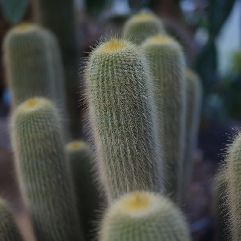 Serres jardin botanique