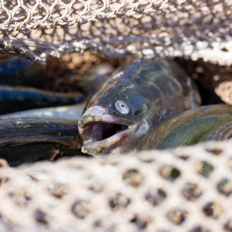 les poissons de la Garonne