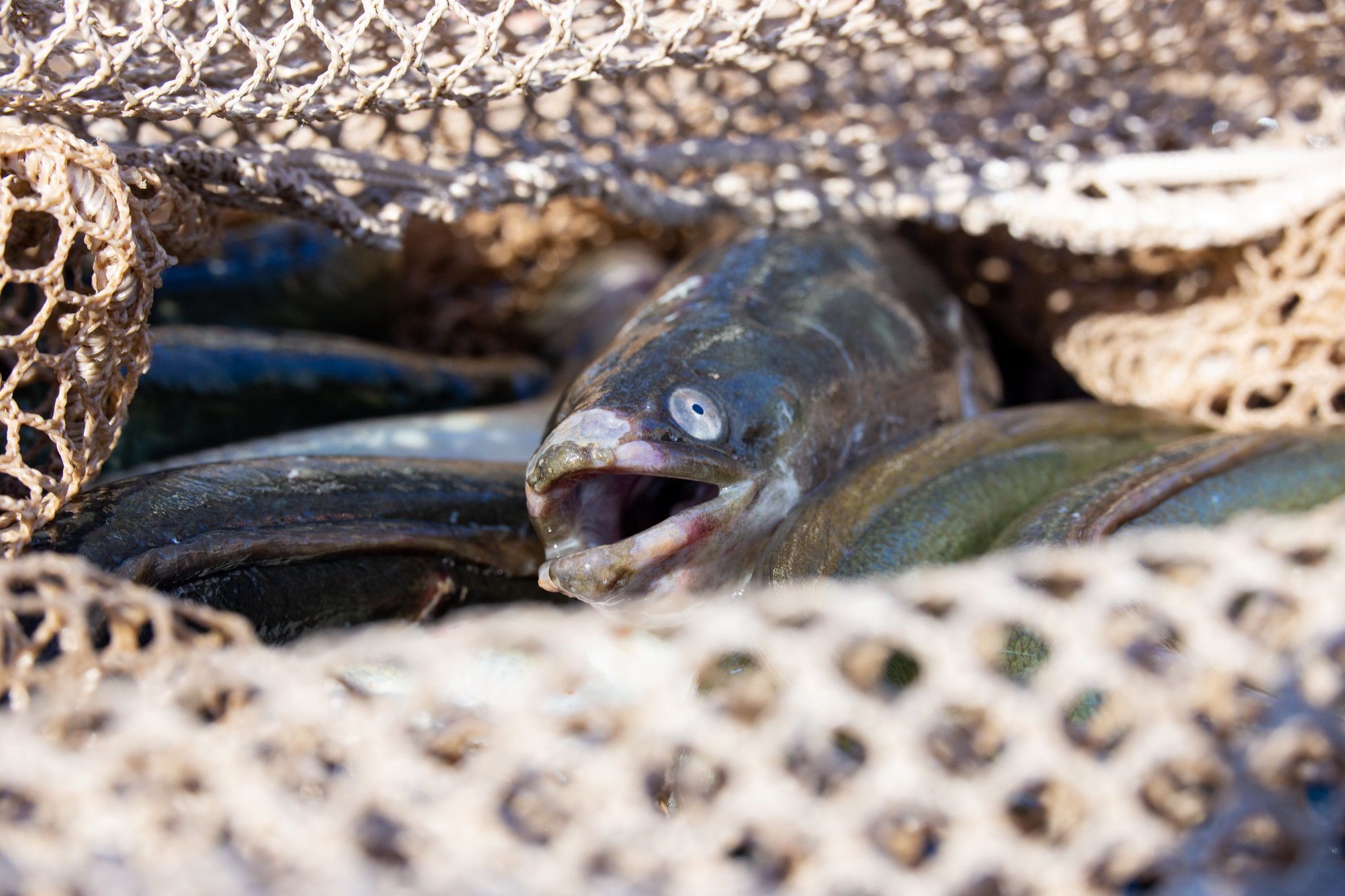 les poissons de la Garonne